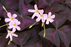 Oxalis triangularis